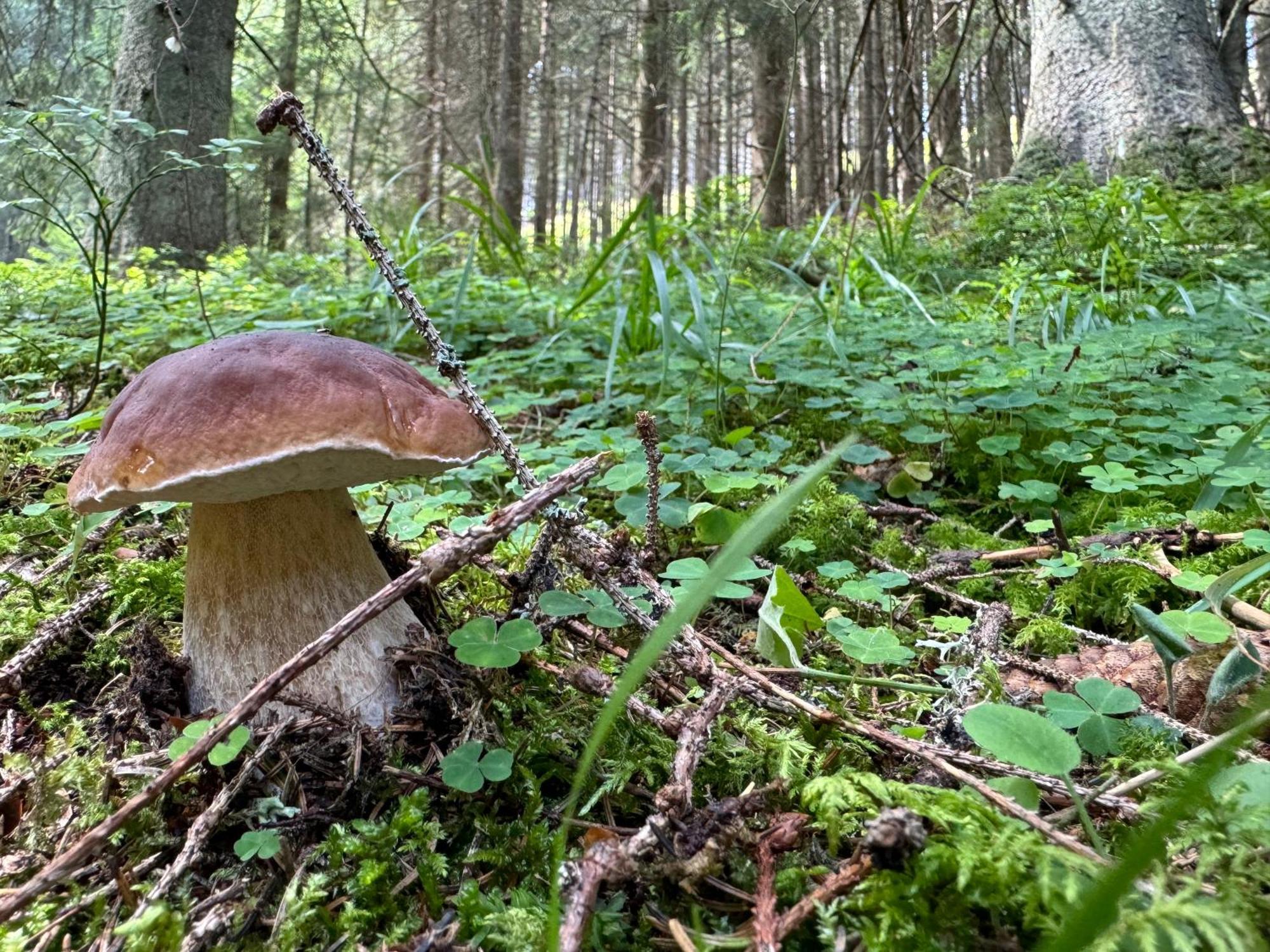 Zuzo Flat Stare Koliesko 96 Lejlighed Demänovská Dolina Eksteriør billede